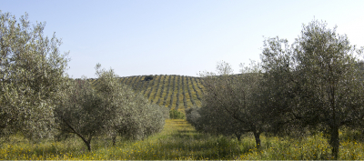 Lisbon hosts scientific meeting on integrated protection of olive crops