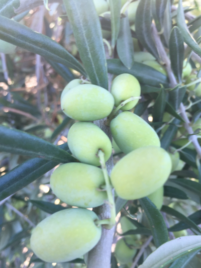The 2021 World Olive Day