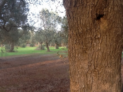 World Olive Day approved by Unesco