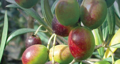 Guidelines for the prevention, eradication and containment of Xylella fastidiosa in olive-growing areas