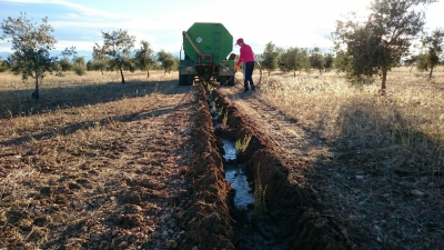 El olivar de miel