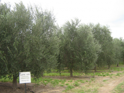 Buenos Aires, international seminar on the olive sector in the Americas