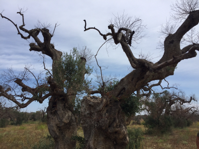 Infringements: Commission refers Italy to Court over its failure to adequately prevent further spread of the quarantine harmful organism ‘Xylella fastidiosa’ in Apulia