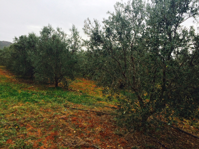 Tunisian olive oil: branching out