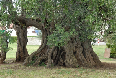 The Olive Tree Genome
