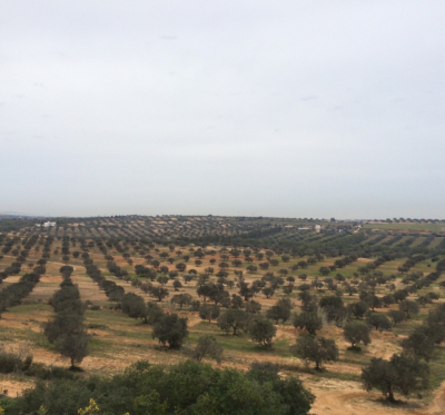 Raising the profile of Tunisian olive oil