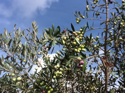 El oleoturismo podría resultar una estrategia clara de incremento competitivo para el olivar tradicional