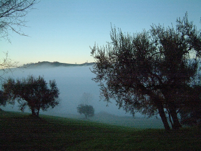 A journey among olive trees