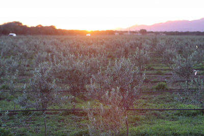 Without olive trees there is no future