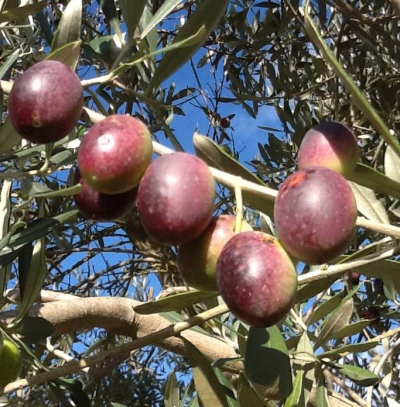 Table olives: estimates for 2015-16
