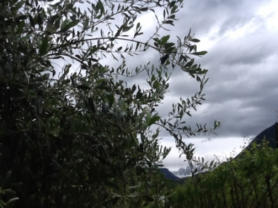 A sky with olive trees