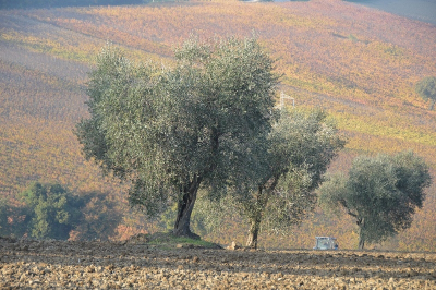 Italian olive growers