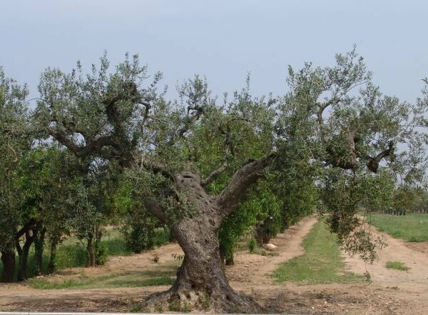 Trece nuevas variedades locales de olivo en la comarca del Pallars Jussà