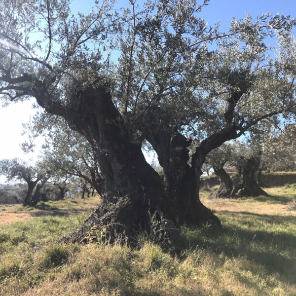 Seo/BirdLife participa en un proyecto para recuperar la biodiversidad del olivar del Somontano