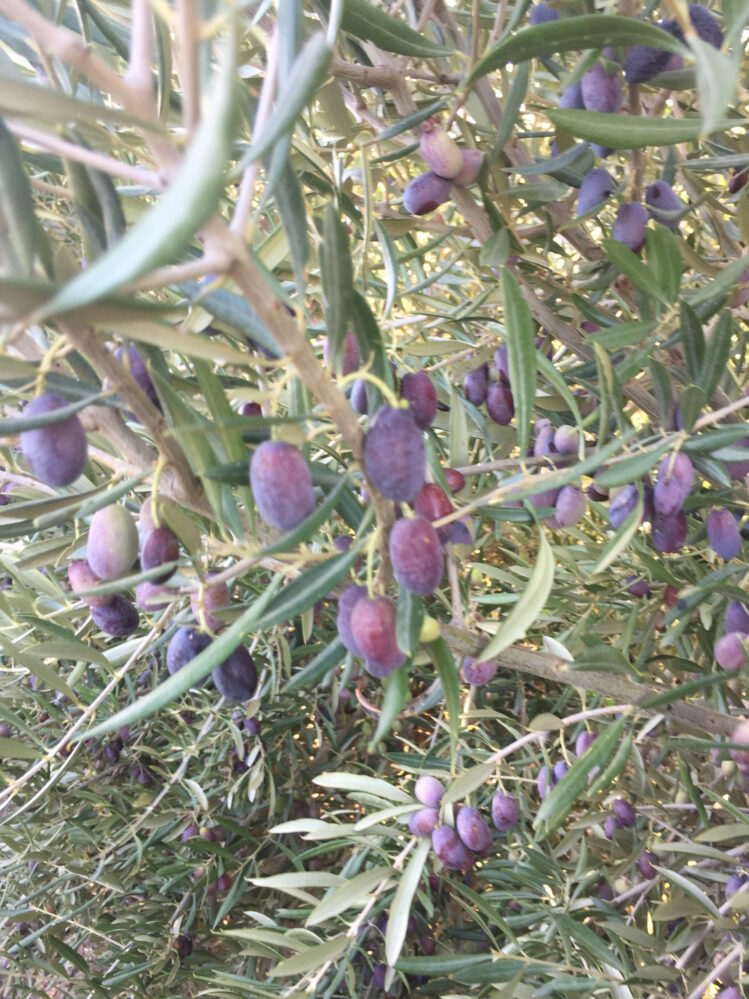 Journée mondiale de l’olivier
