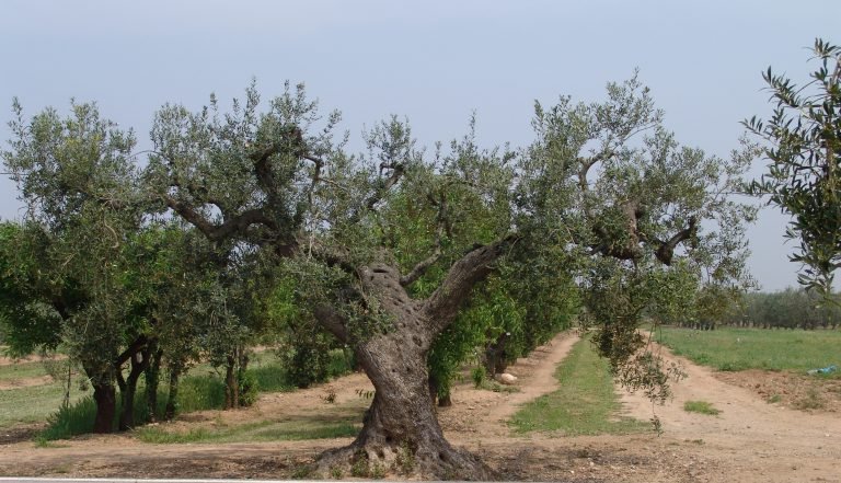 Trece nuevas variedades locales de olivo en la comarca del Pallars Jussà