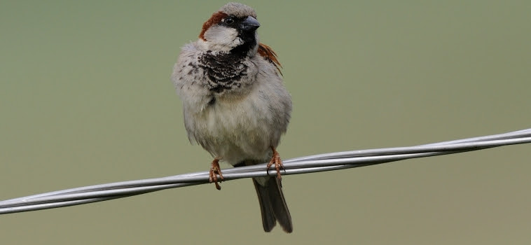 Un nuevo informe revela el enorme declive de las aves en Europa