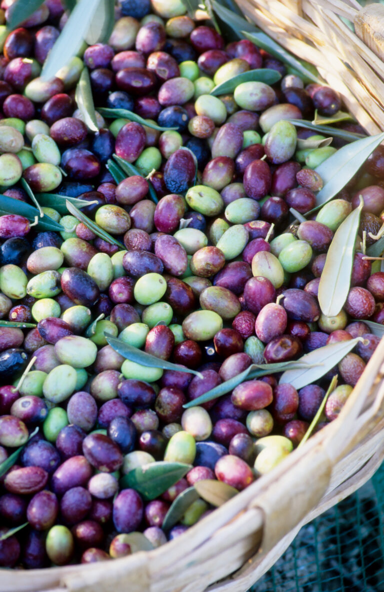 Le olive da tavola: il caso dell’oliva Taggiasca e l’oliva Peranzana dell’alta Daunia