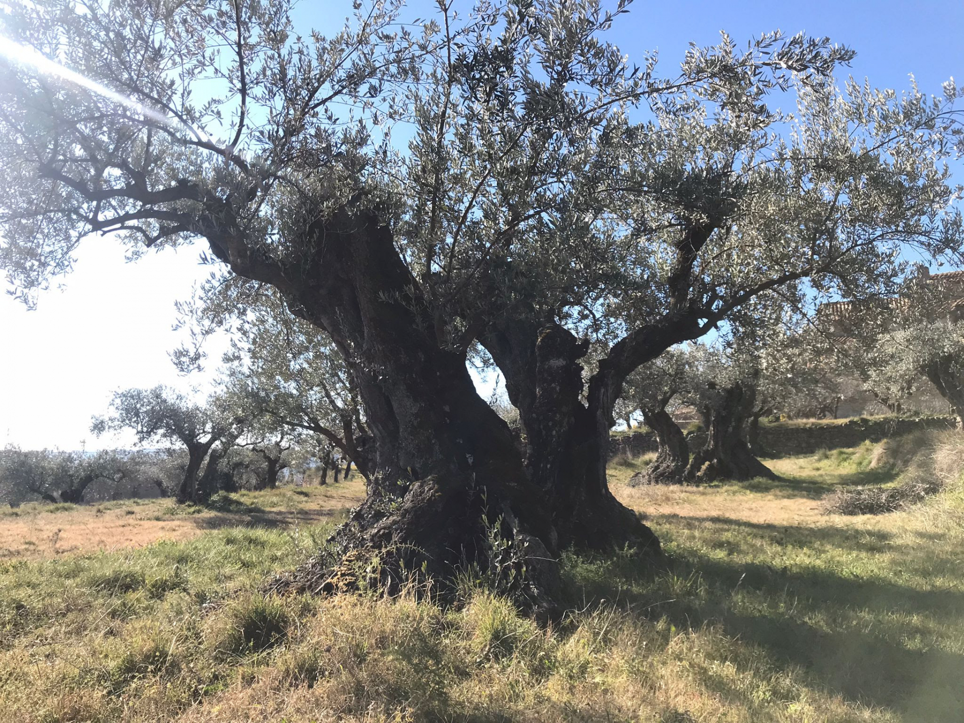 Seo/BirdLife participa en un proyecto para recuperar la biodiversidad del olivar del Somontano