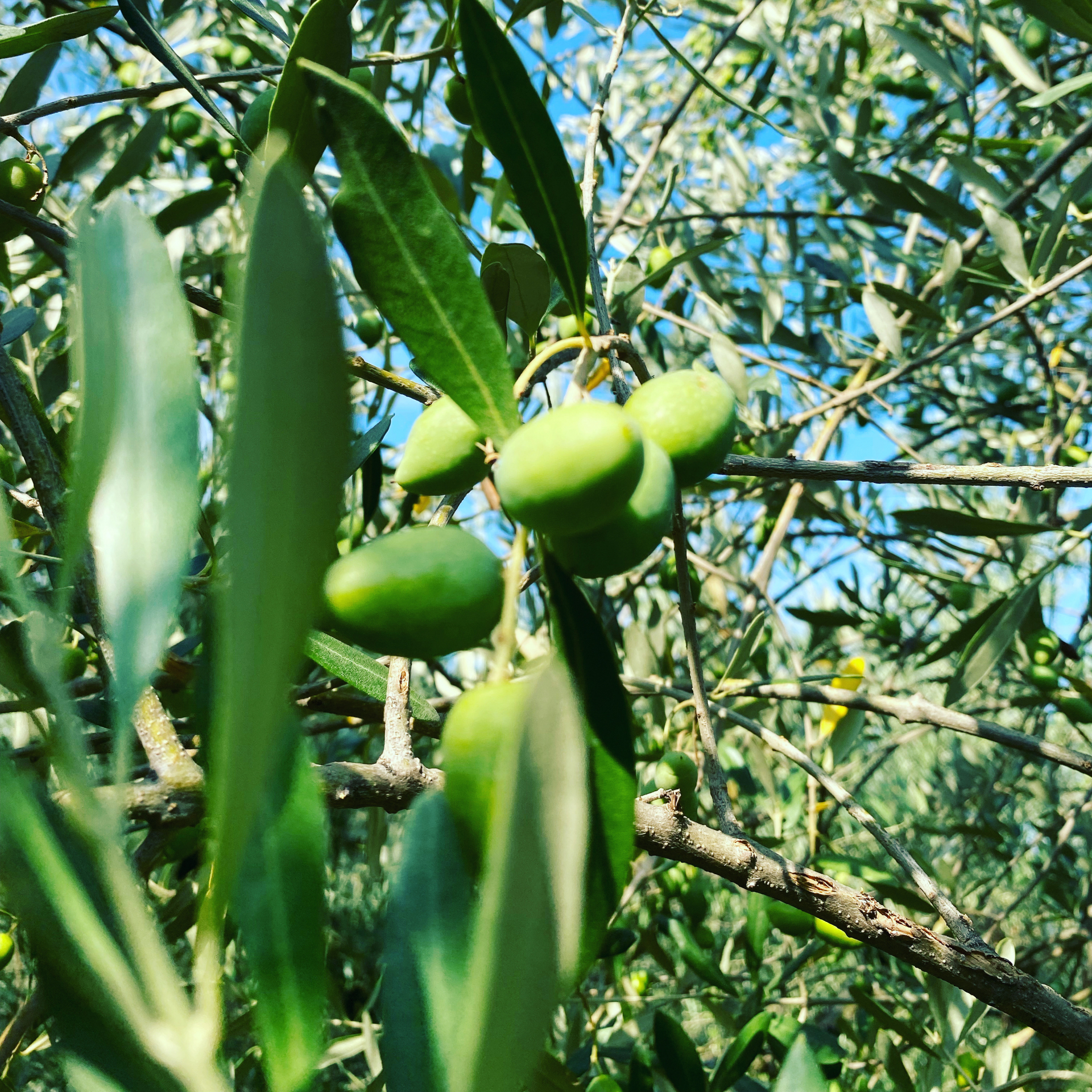 Verso maggiori tutele per gli olivicoltori spagnoli. Una strategia per vincere sul mercato