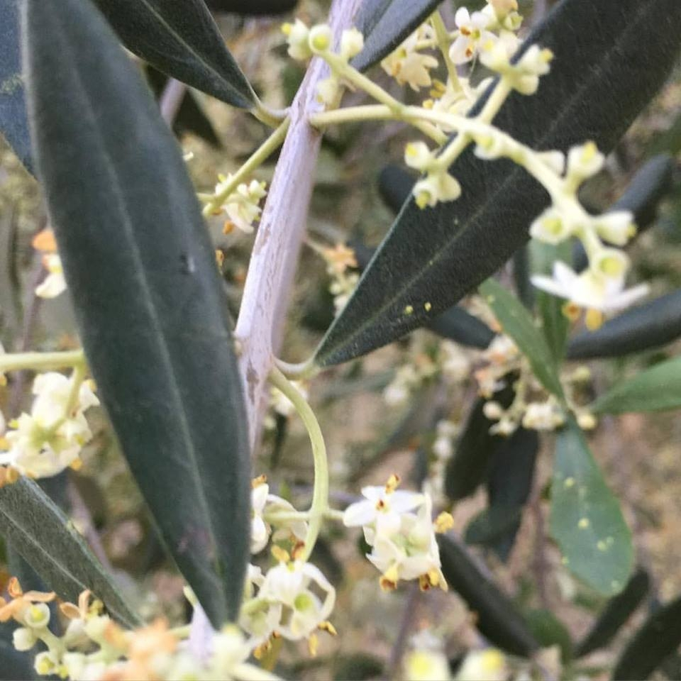 La fioritura degli olivi in Liguria mette chi è del mestiere in fibrillazione