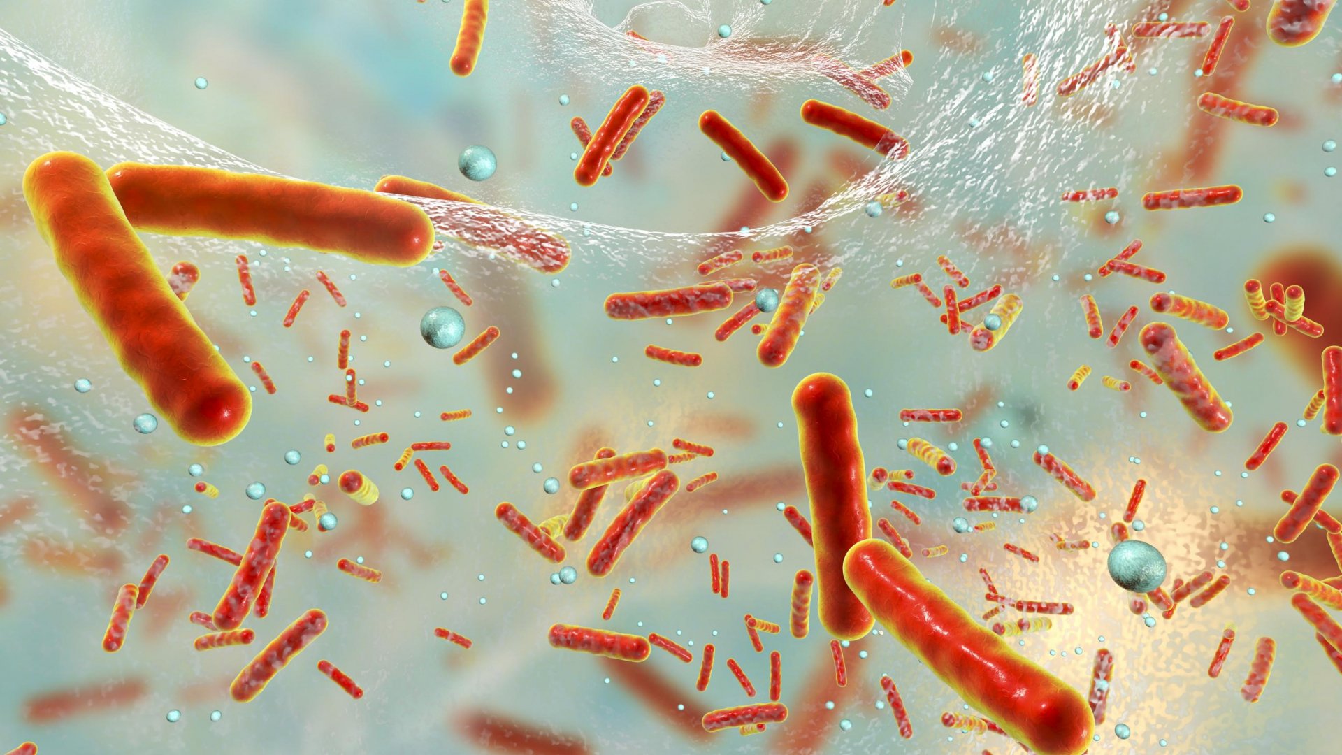 Salmonella e Campylobacter: sono state registrate forti resistenze ad alcuni antibiotici