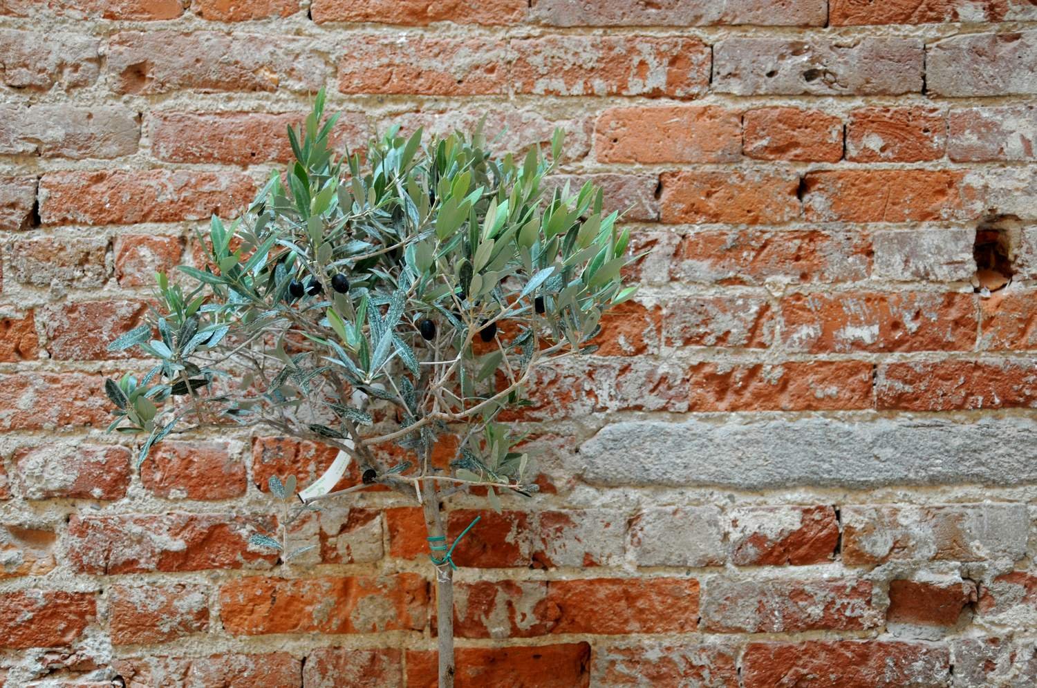 L’albero di olivo è un possibile alleato contro l’inquinamento da particolato