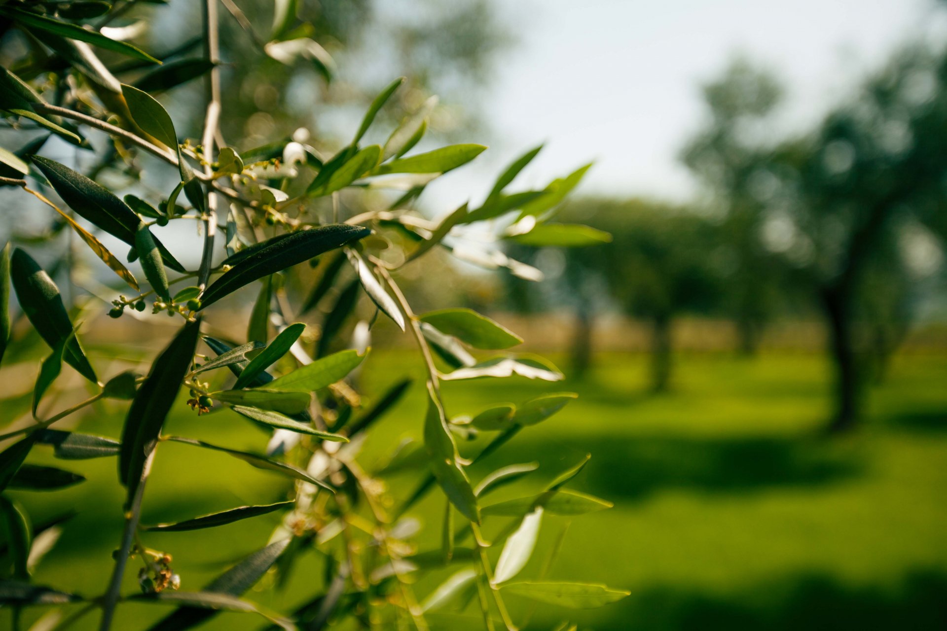 Le sfide dell’olivicoltura contemporanea richiedono un nuovo approccio in campo