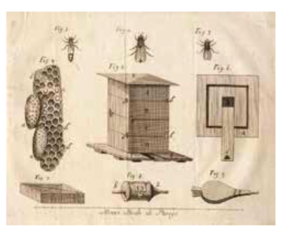 Veneto Agricoltura ha pubblicato, con disponibilità gratuita, un utile libro su api e apicoltura