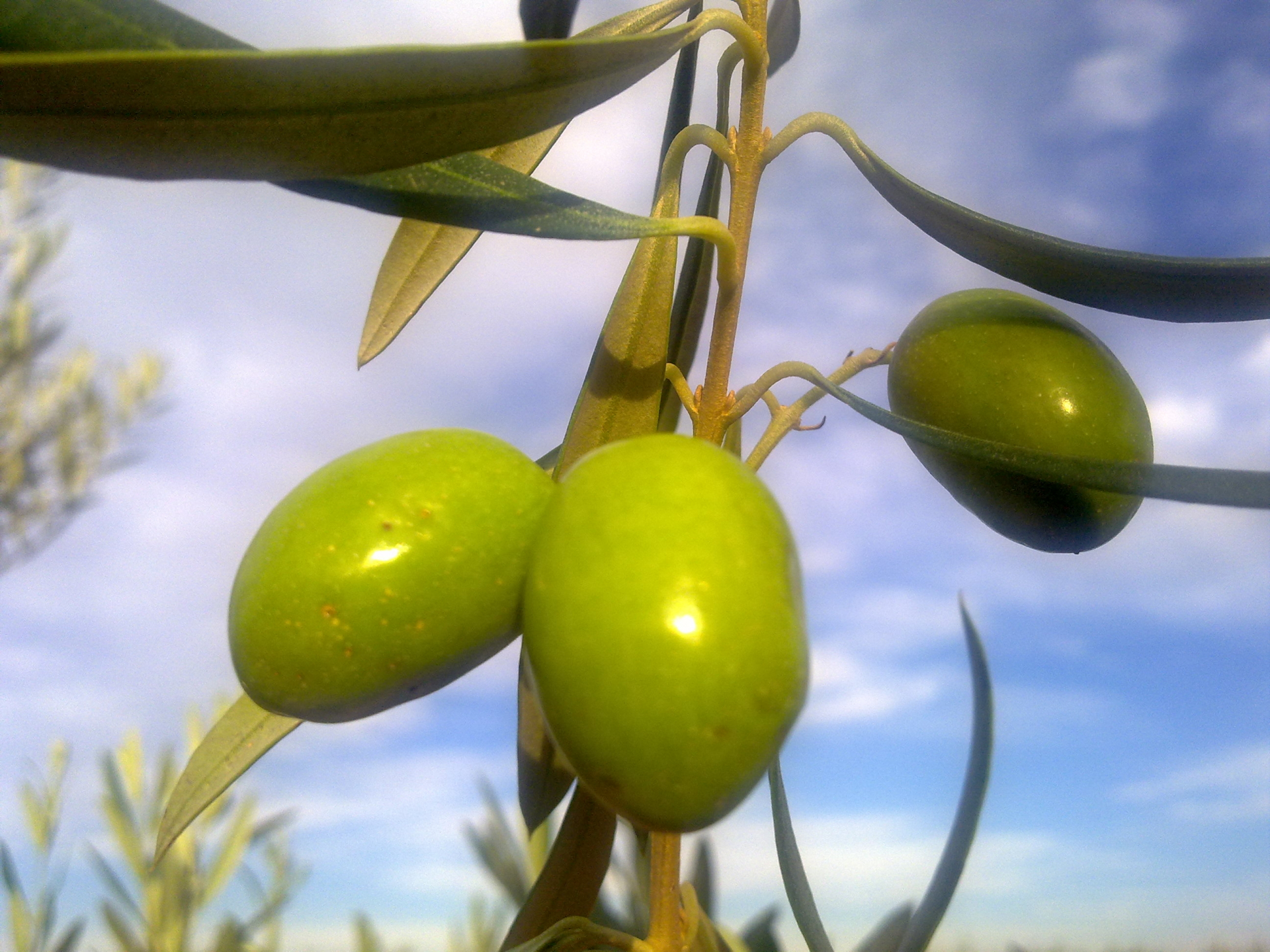 La sequenza del genoma dell'olivo