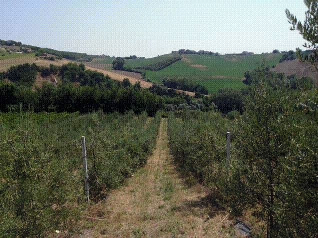 Essere olivicoltori moderni