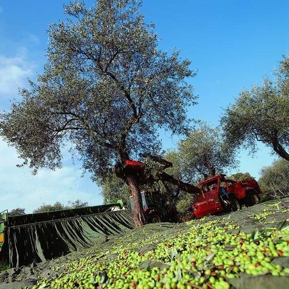 L’olivagione 2015 in Sardegna