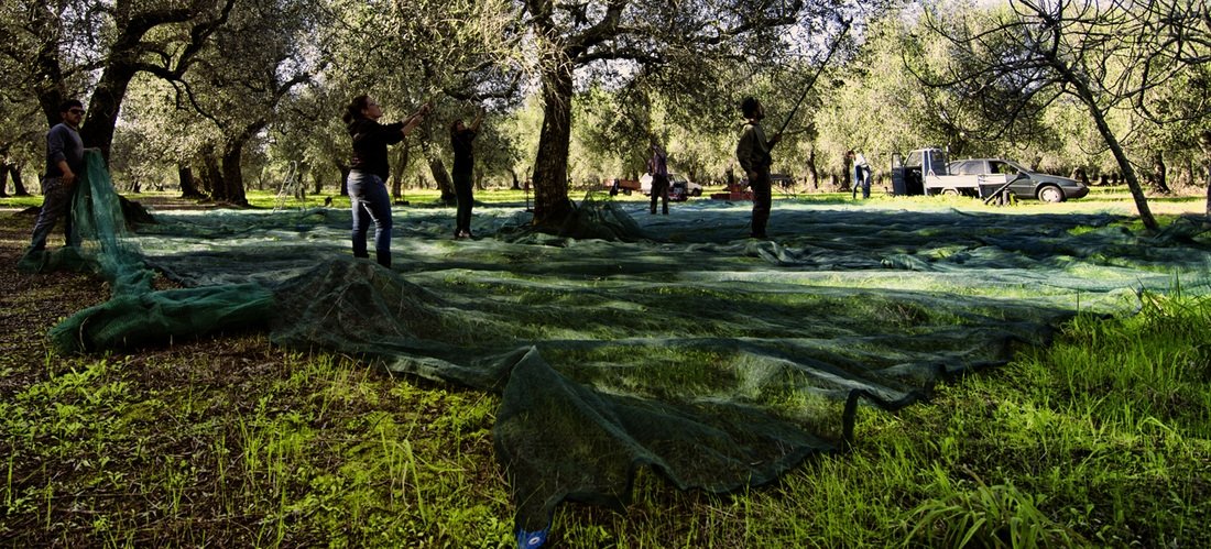 Quale olivicoltura per l’Italia