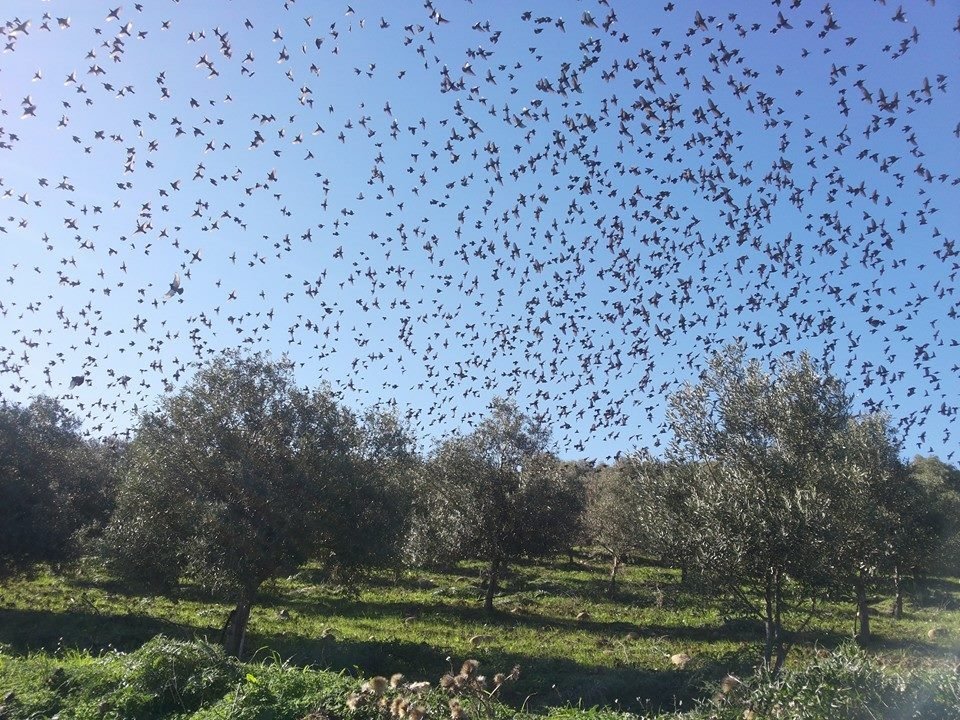 Uccelli tra gli olivi