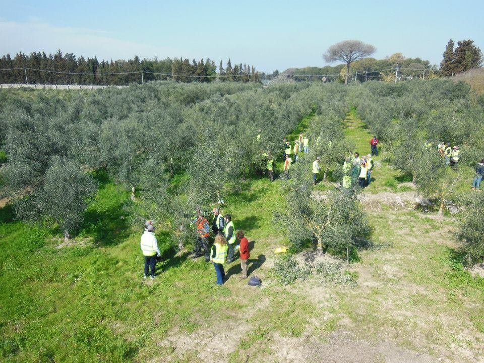 La fotografia dell’Italia olivicola
