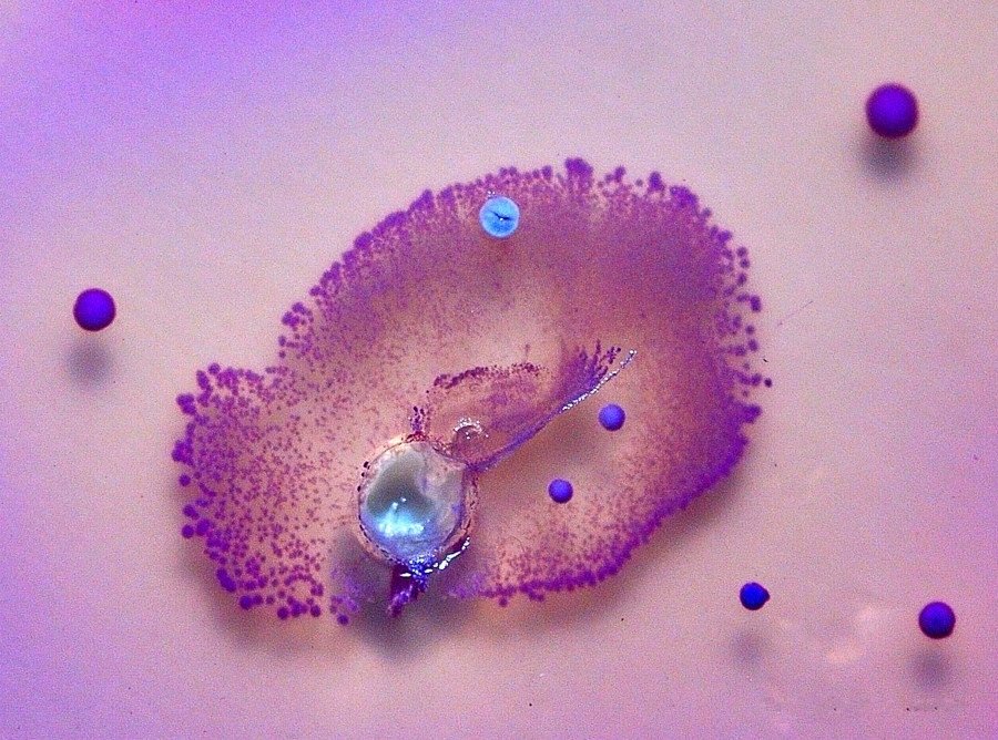 L'arte invisibile dei batteri