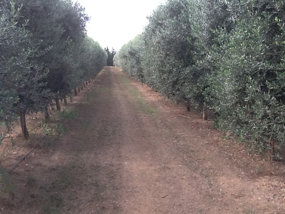 Gli olivi ad alta densità per un domani diverso