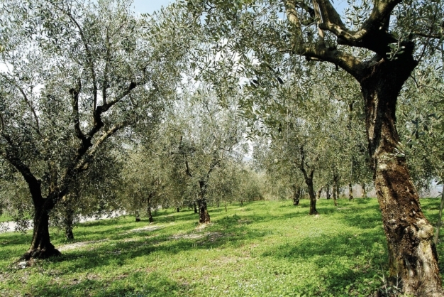 Saline Waters: new studies for olive orchards