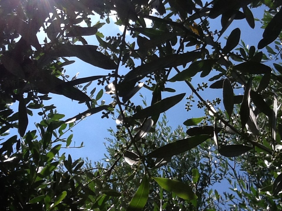 Olive Tree in the Mediterranean Area