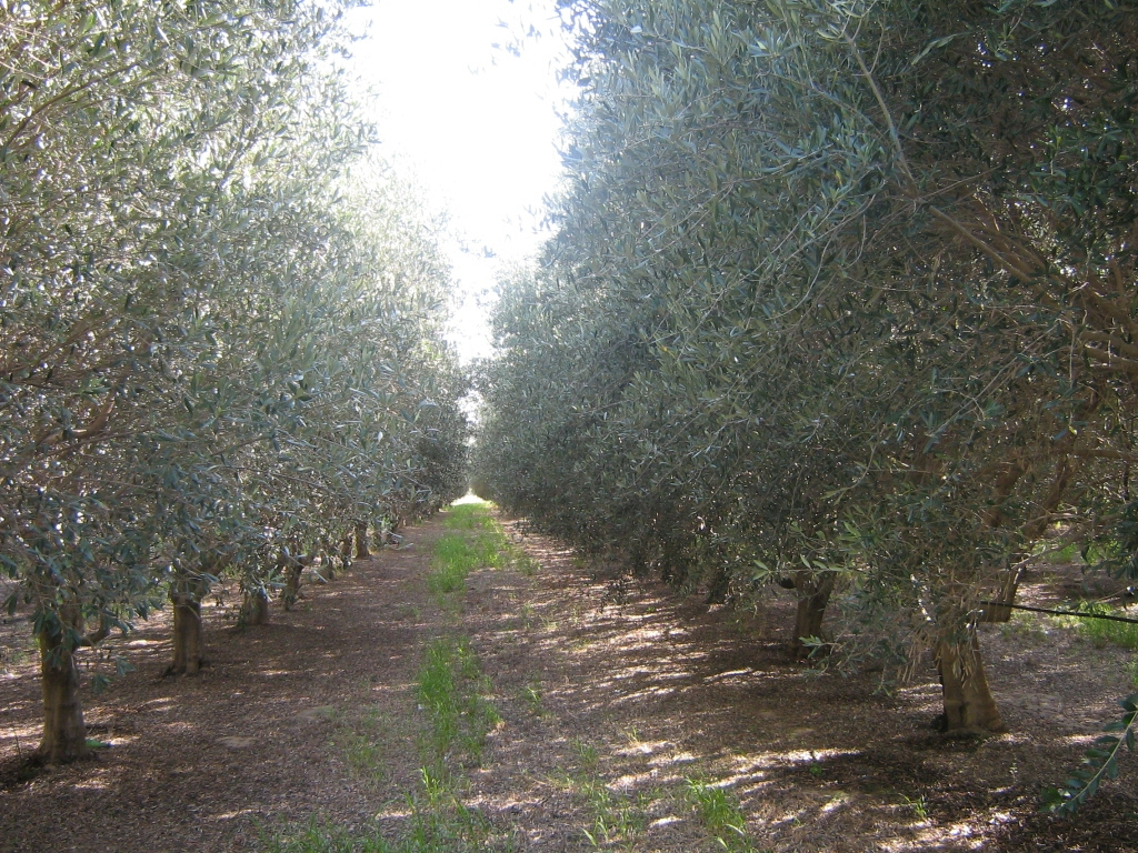 The Latin-American olive sector