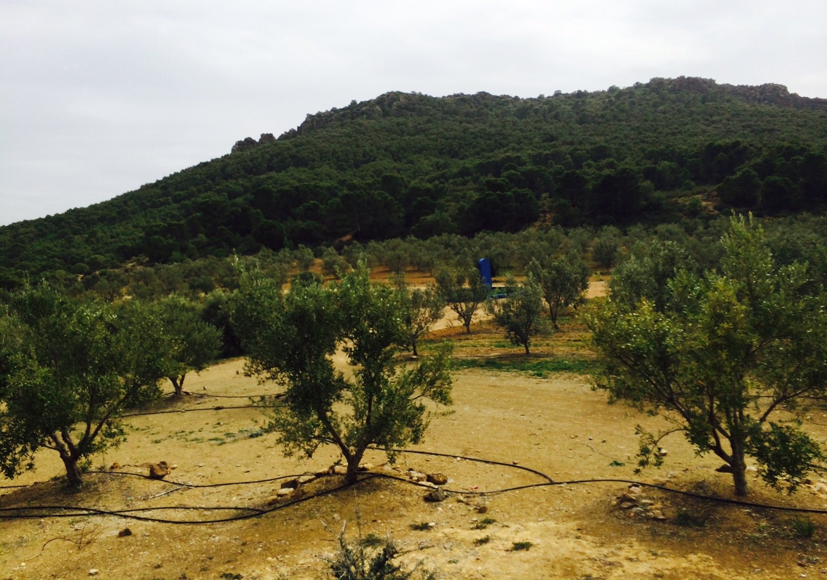 Olive farming in Tunisia