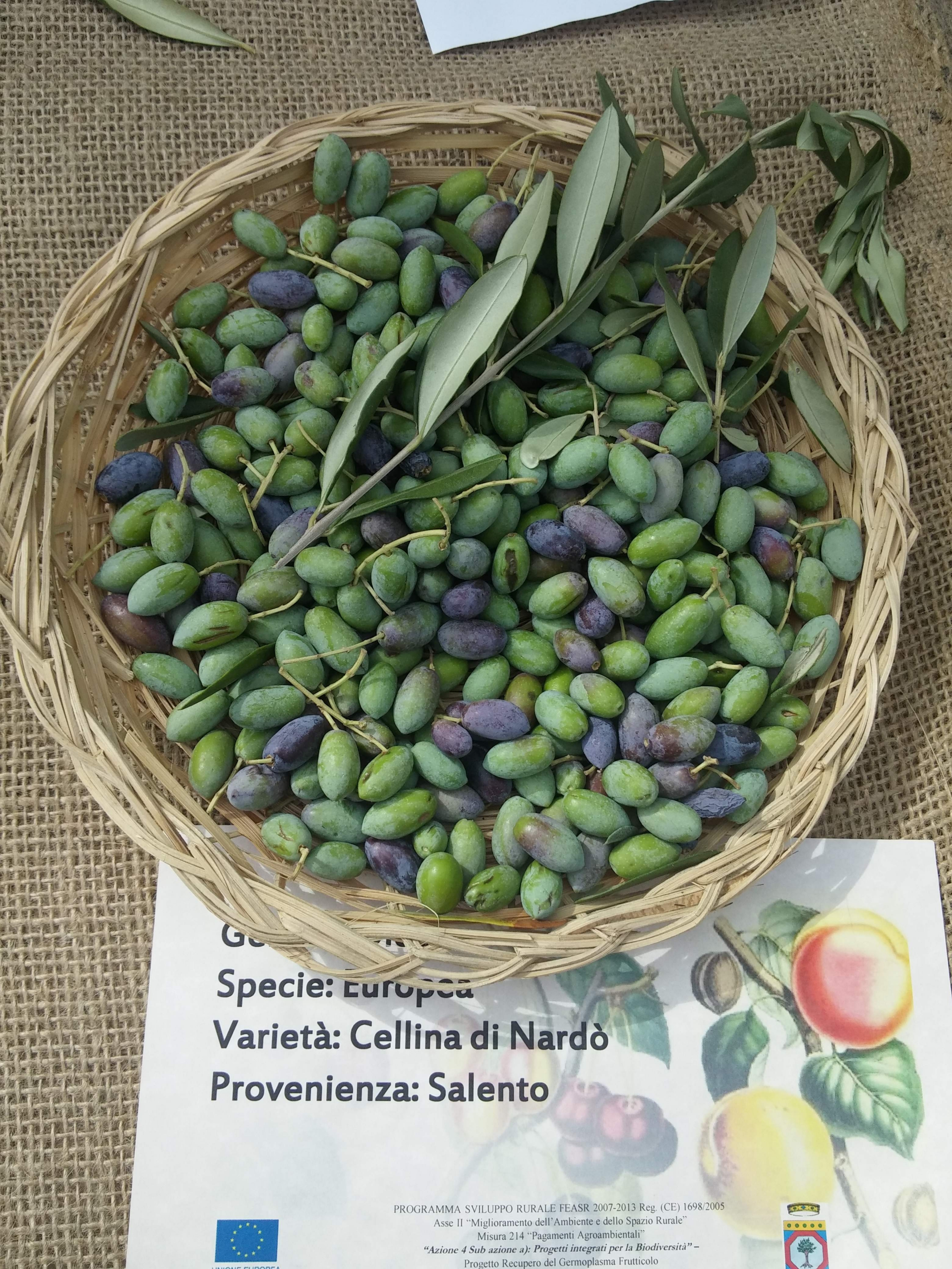 Olives on display