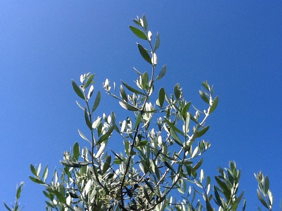 Gli olivi d'Istria in dieci scatti