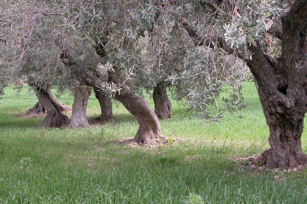 Gli olivi parlano alla nostra anima