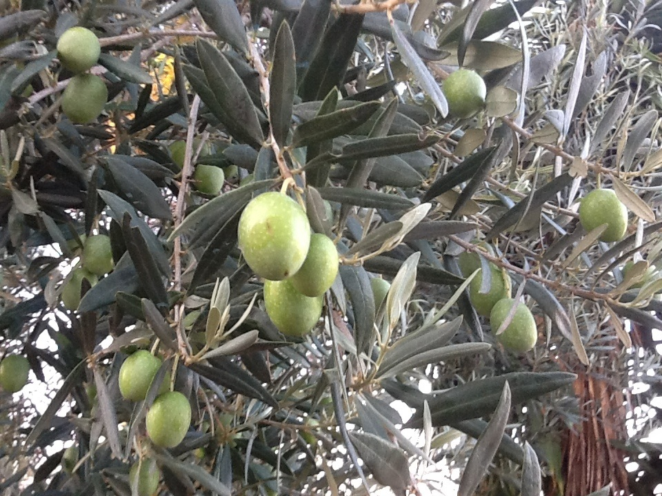 Pace e benessere anche per le olive in attesa