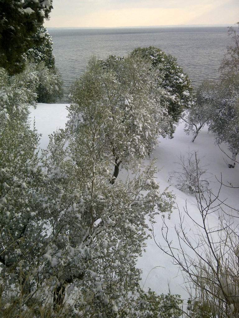 Gli olivi con la neve a Punta San Vigilio