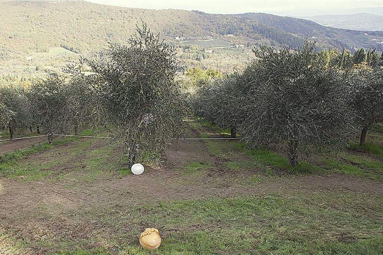 A Fiesole, una camminata d’arte tra gli olivi