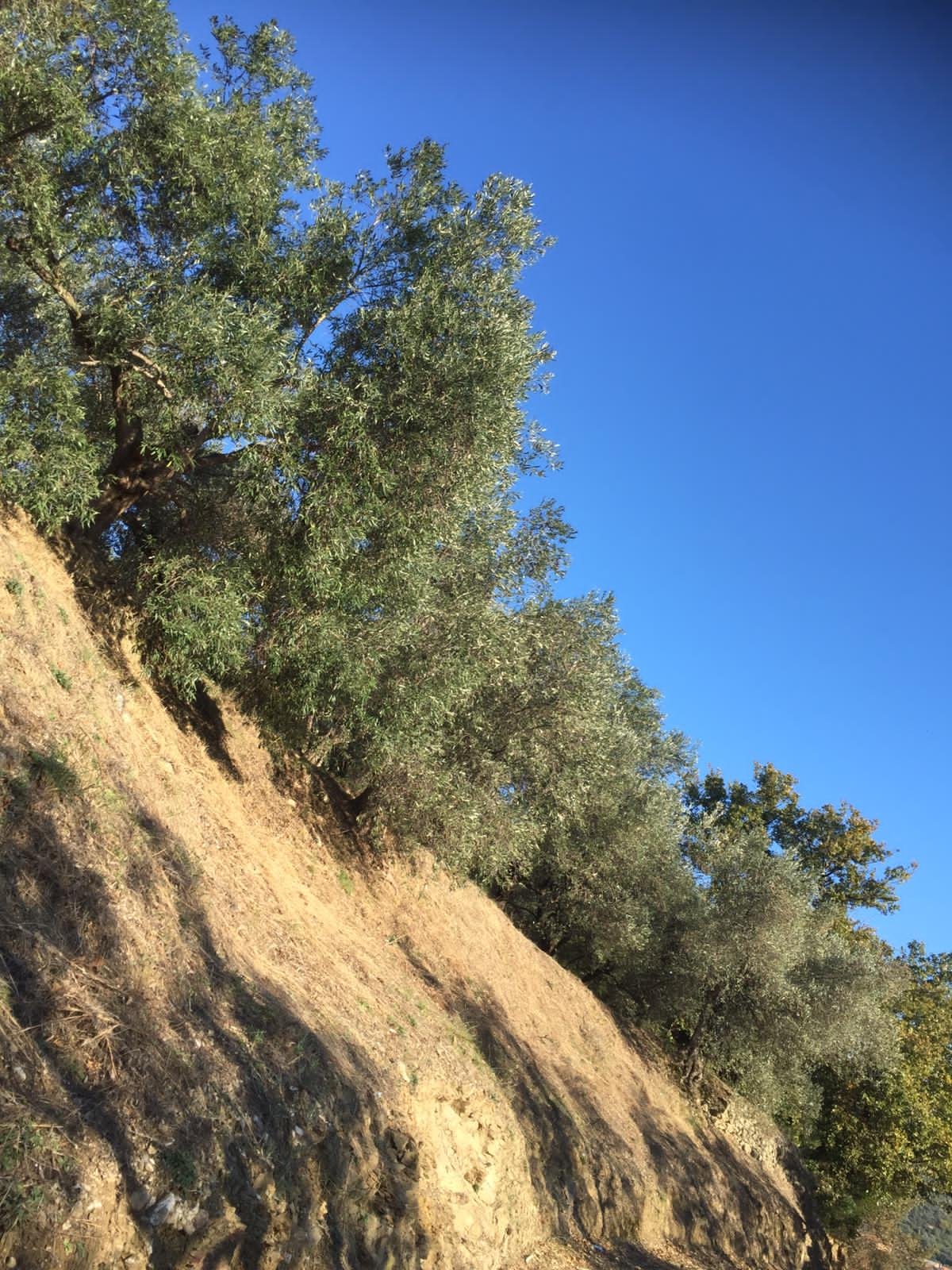 Quasi pronti alla raccolta delle olive, anche in alta quota