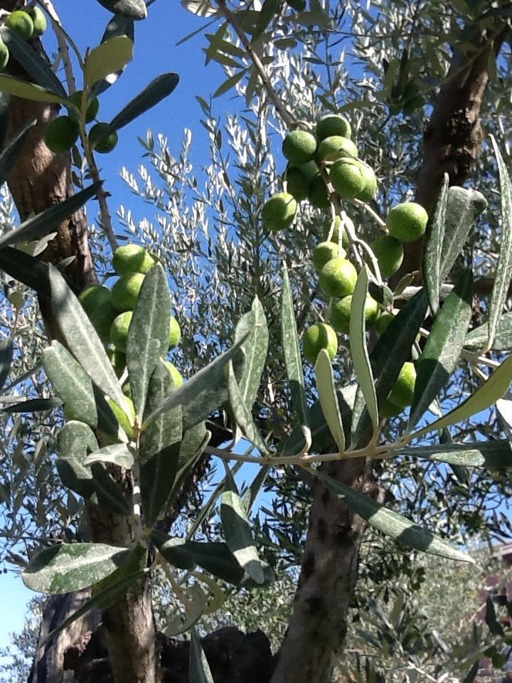 Per rilanciare l'olivicoltura italiana è necessario innovare sul fronte vivai