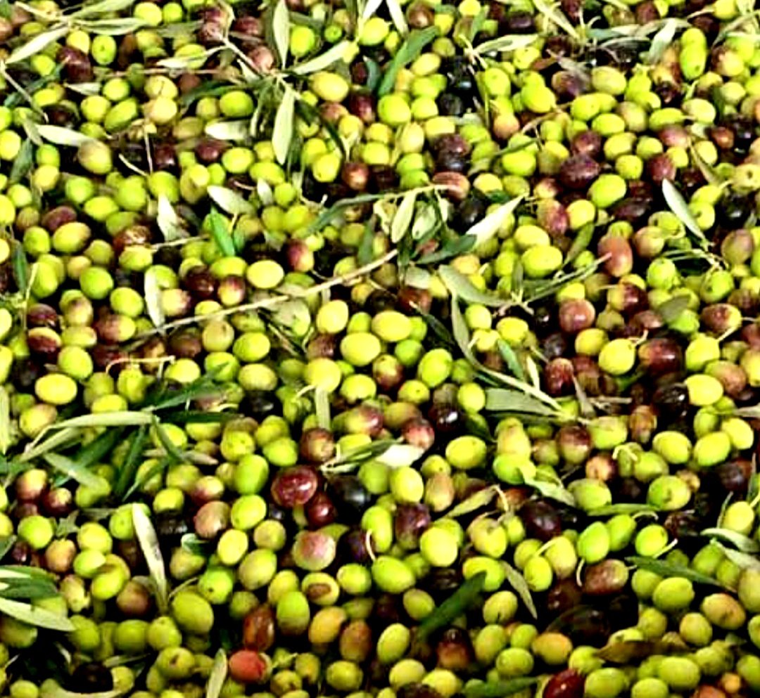 Le olive da tavola Taggiasca e Peranzana, il programma del webinar